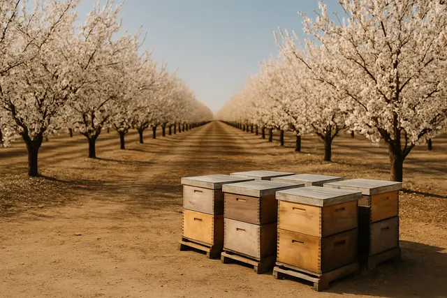 Rows of almond trees in white blossom with wooden beehive boxes along the orchard edge