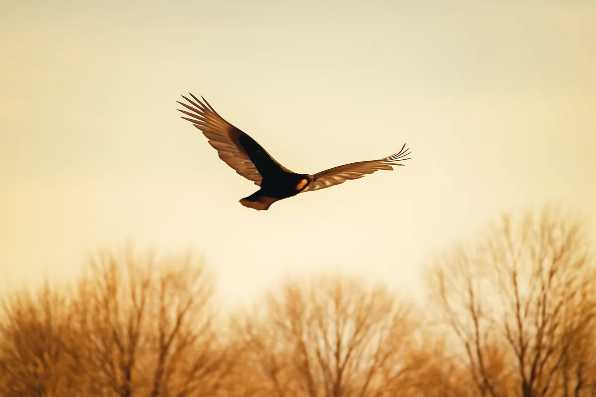 Turkey vulture soaring against a pale spring sky with wings held in a shallow V