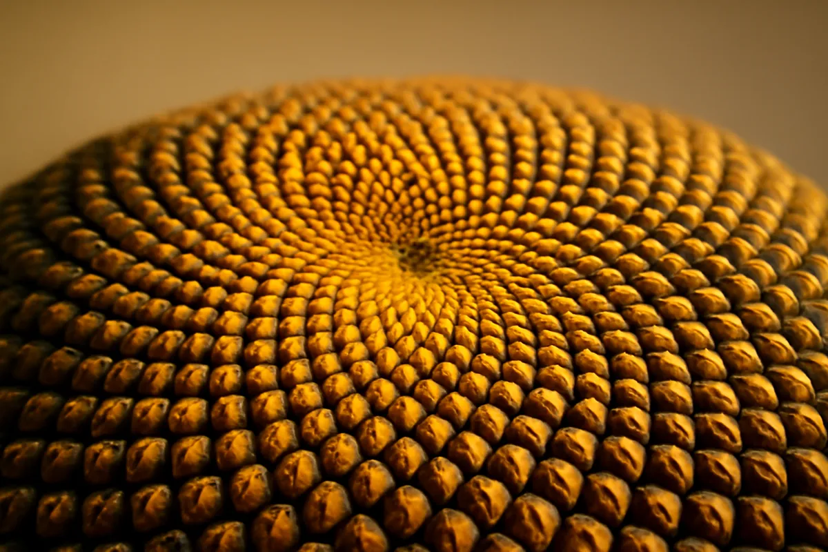 Close overhead view of a sunflower head showing interlocking double spirals of seeds