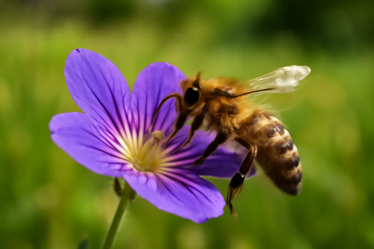 Close view of a bee landing on a purple flower with visible guide markings on the petals