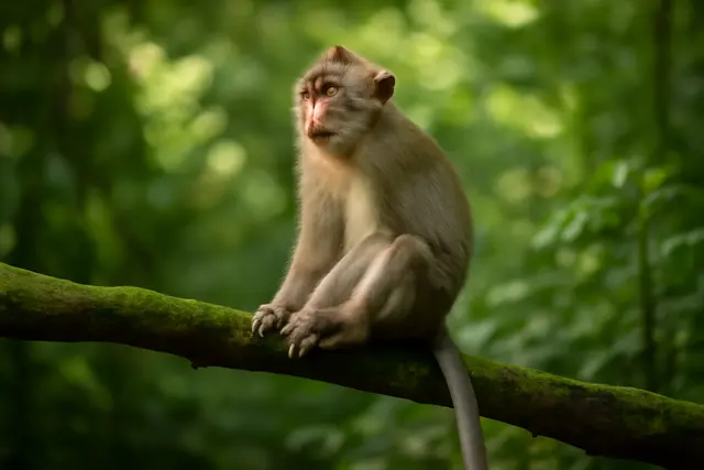 Macaque sitting on a mossy branch in dappled forest light with tail hanging below