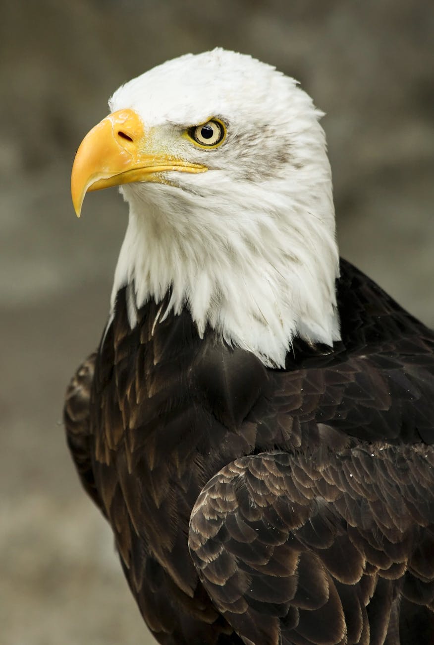 macro shot of white and brown american eagle