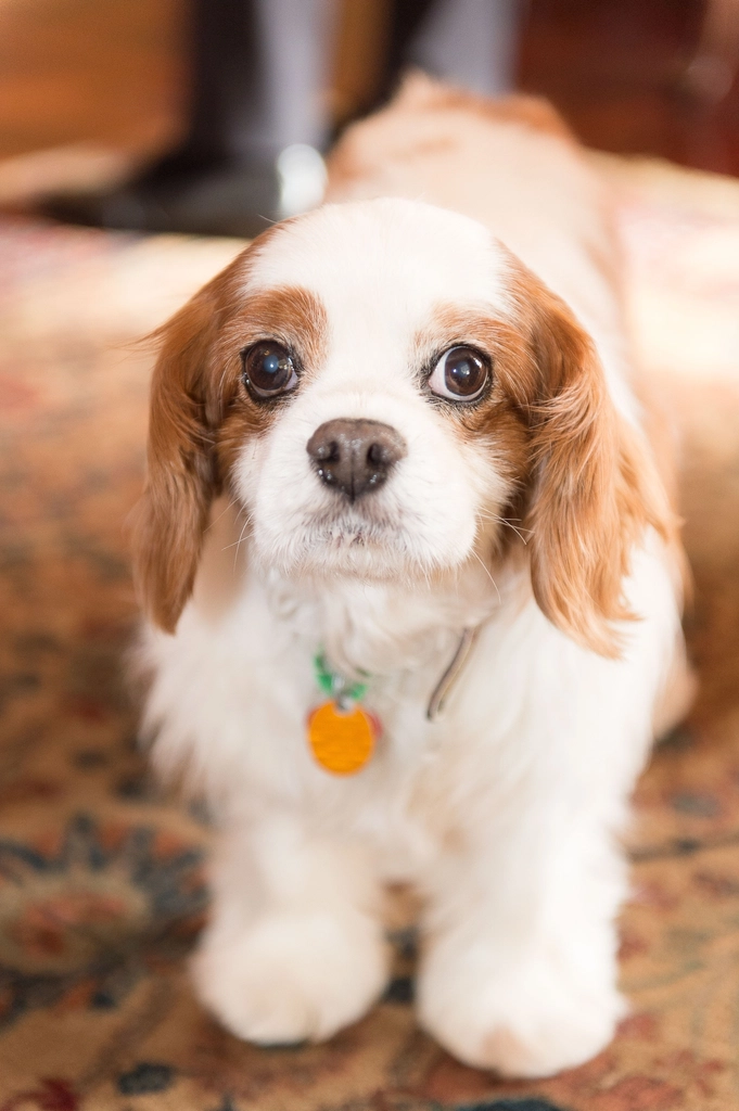 Cute dog, fluffy pet