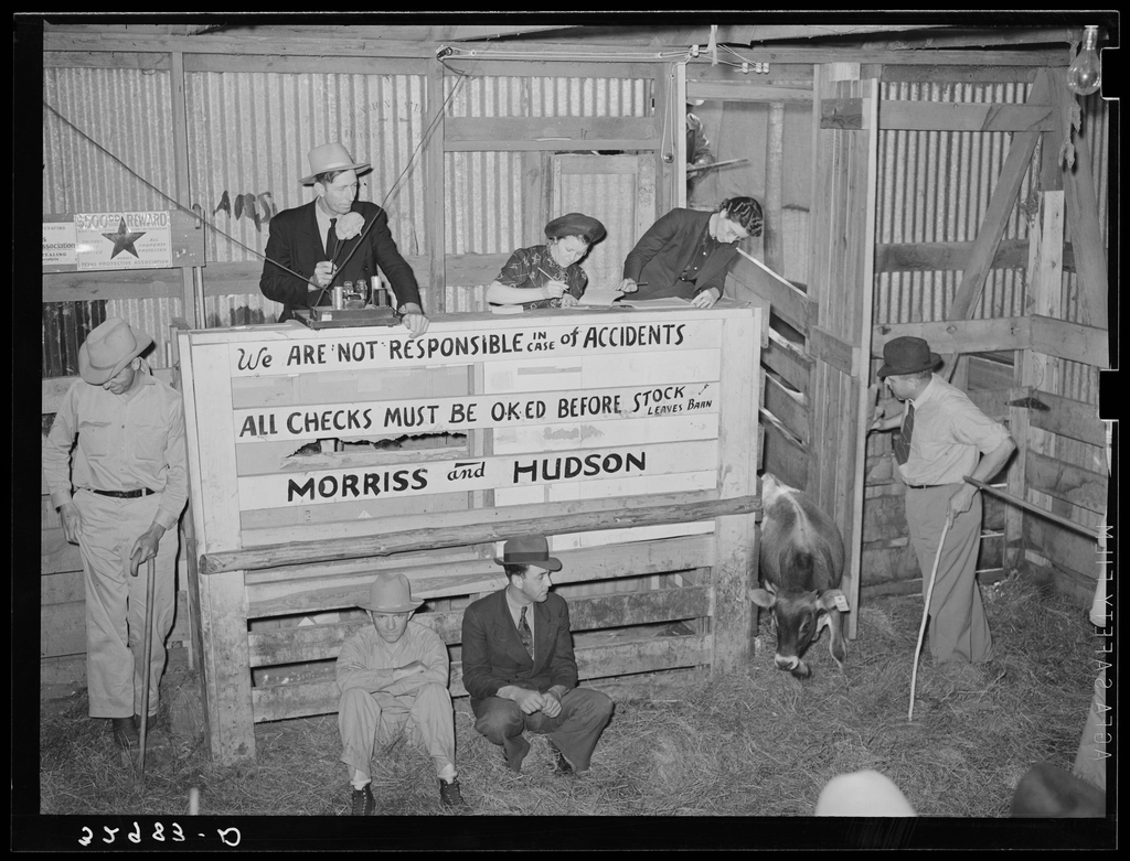 Scene cattle auction barn. Heifer