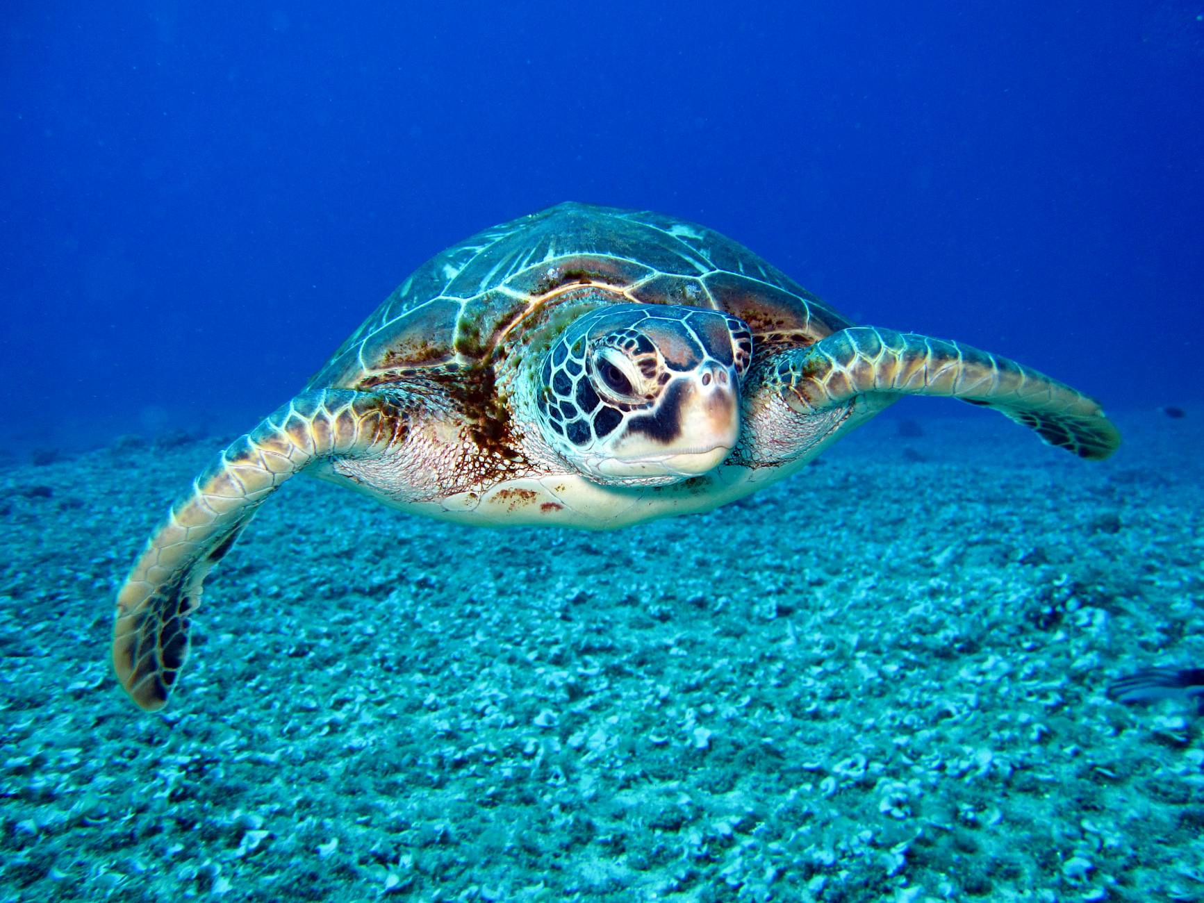 black and white turtle