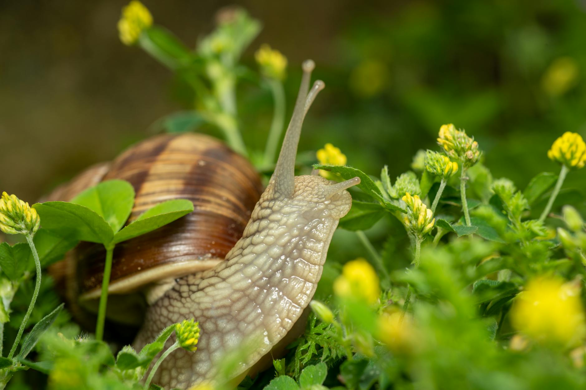 roman snail in close up