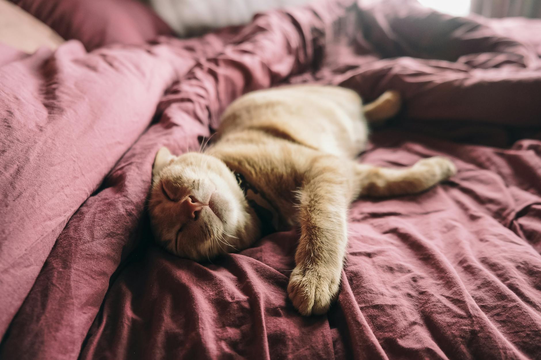 orange tabby cat on bed