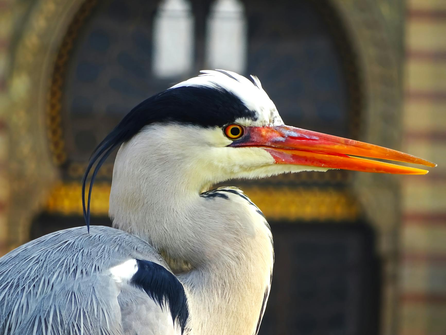 close up of a grey heron with vibrant beak