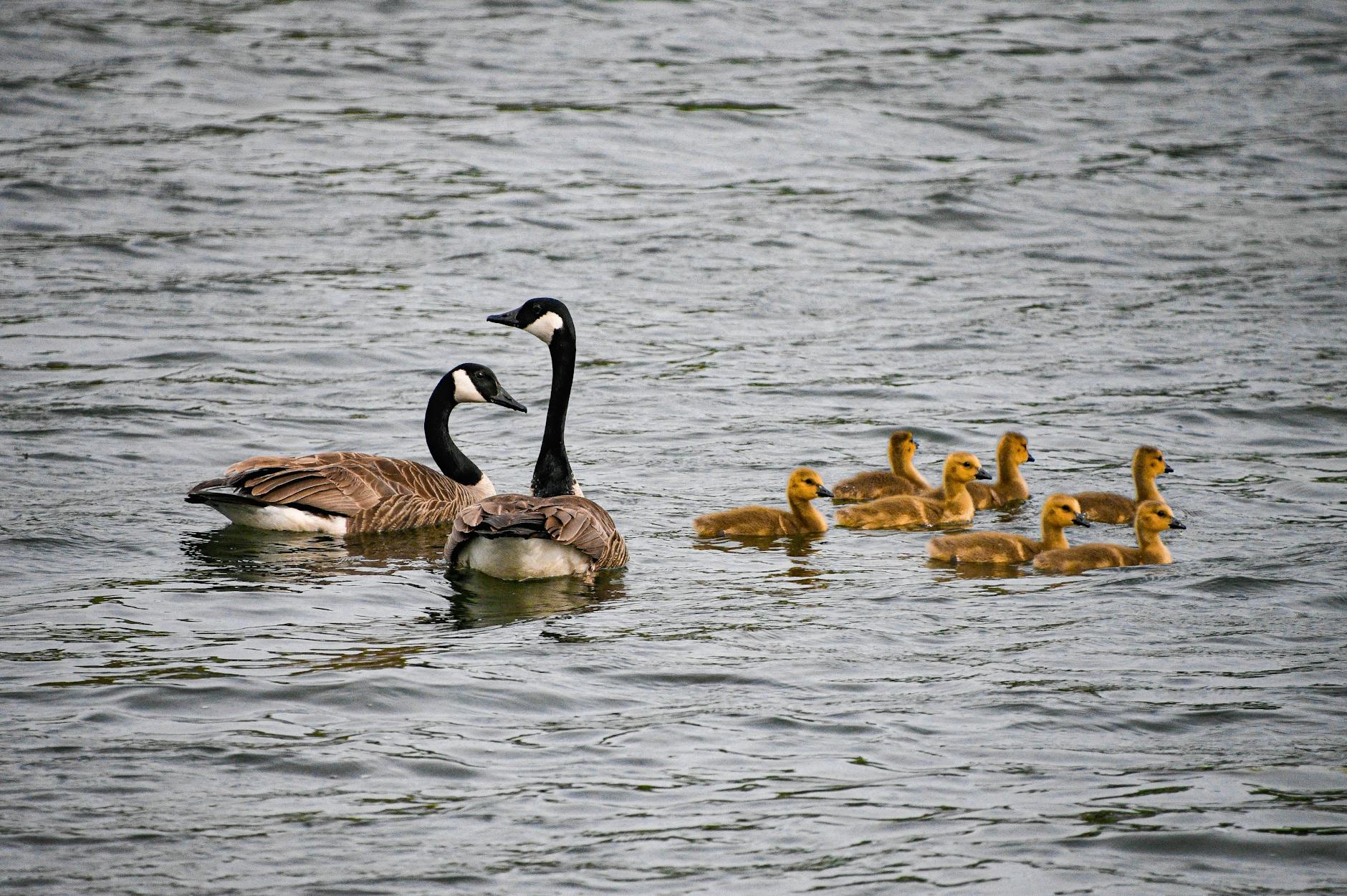 canada geese floating on a lake