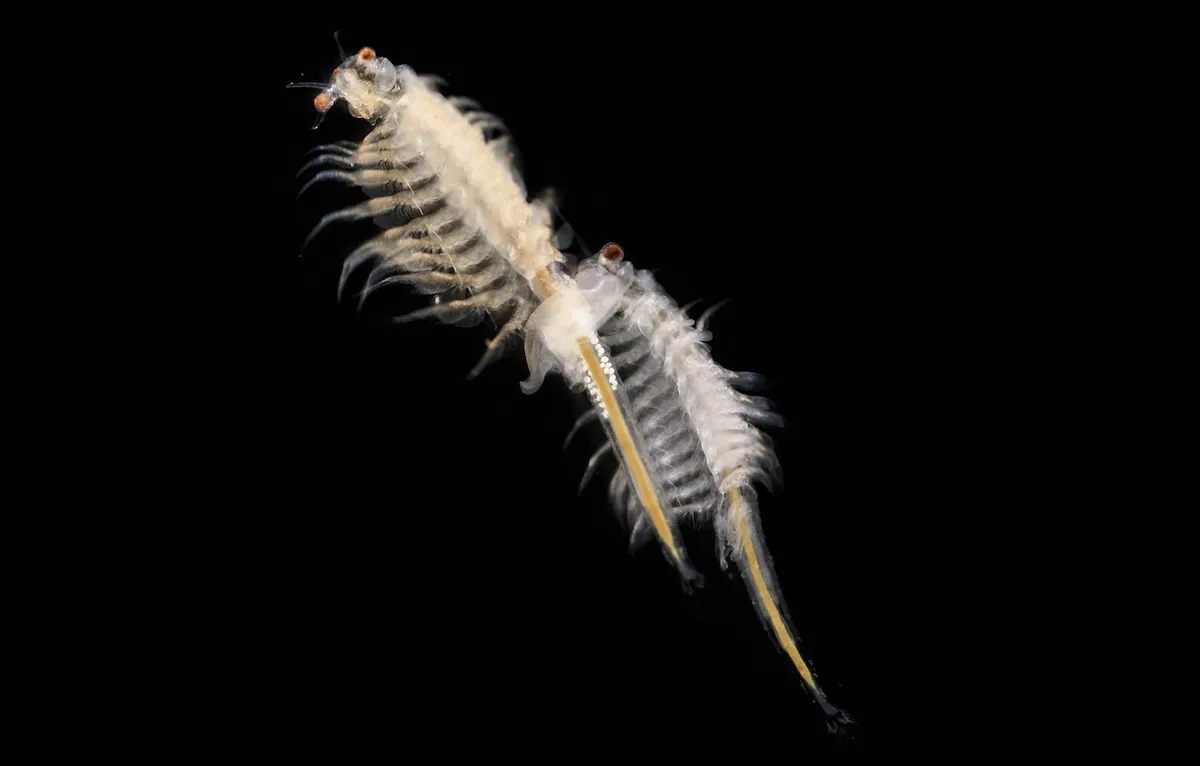 Sea Monkey Day