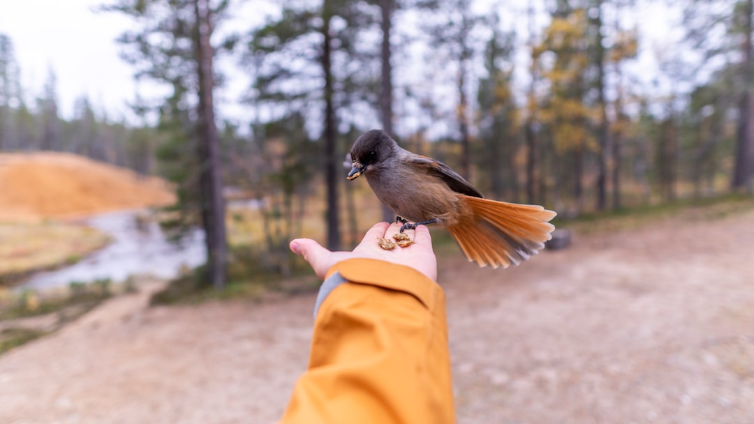 Go Birding Day